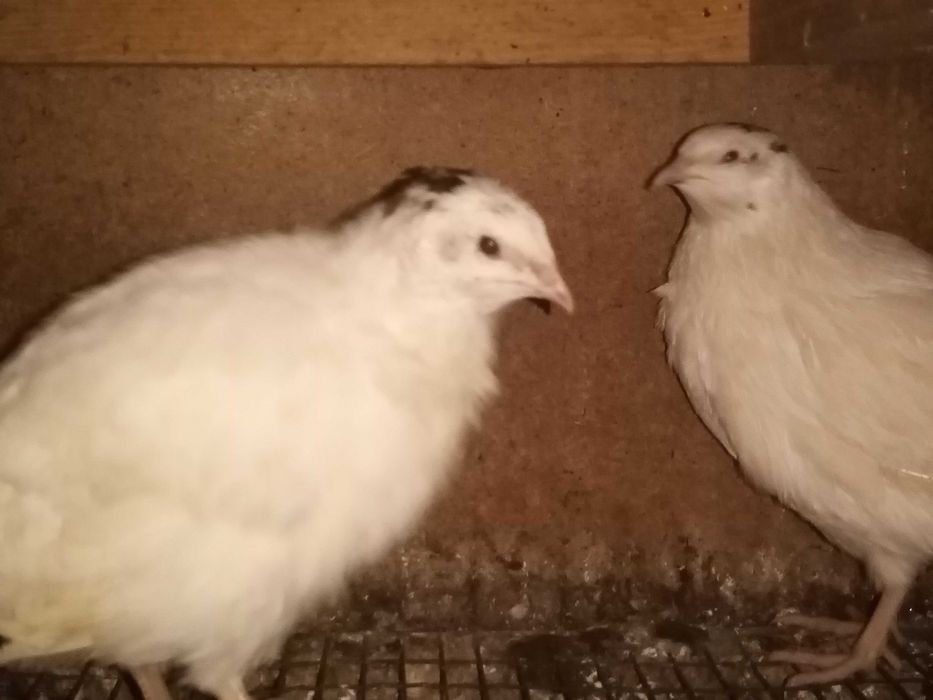 Пропоную техаського перепела. ІЯ