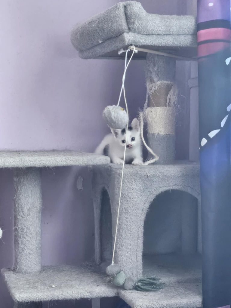 Kociaki. Słodkie chłopaki błagają o domy! Adopcja