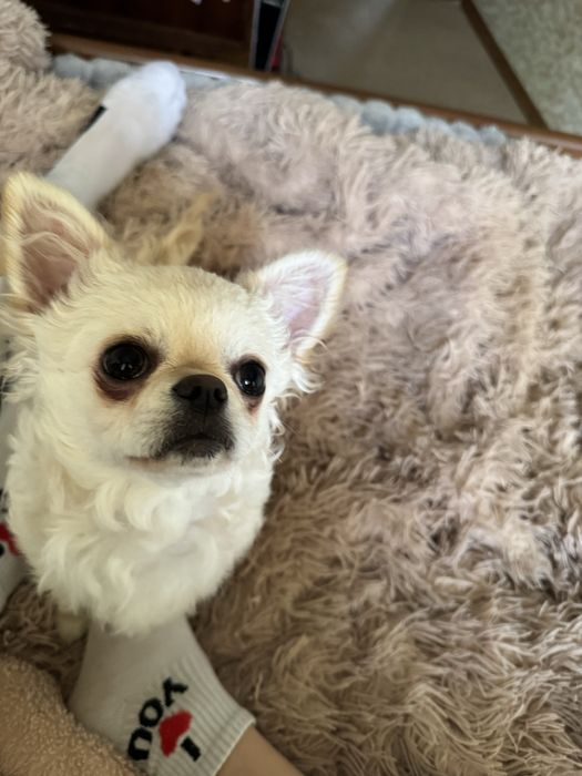 Продам Чихуахуа стандрат