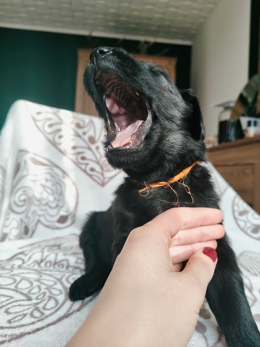 Flat Coated Retriever szczeniak