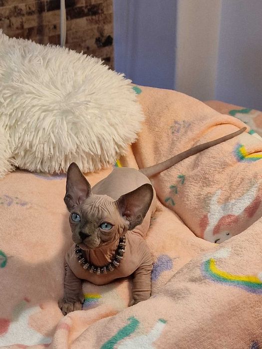 Gatinho Canadian Sphynx Branco