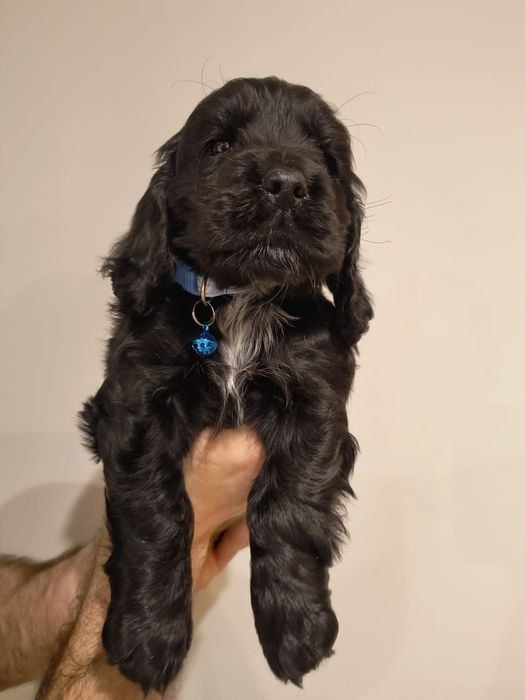 Cocker spaniel angielski pies czarny