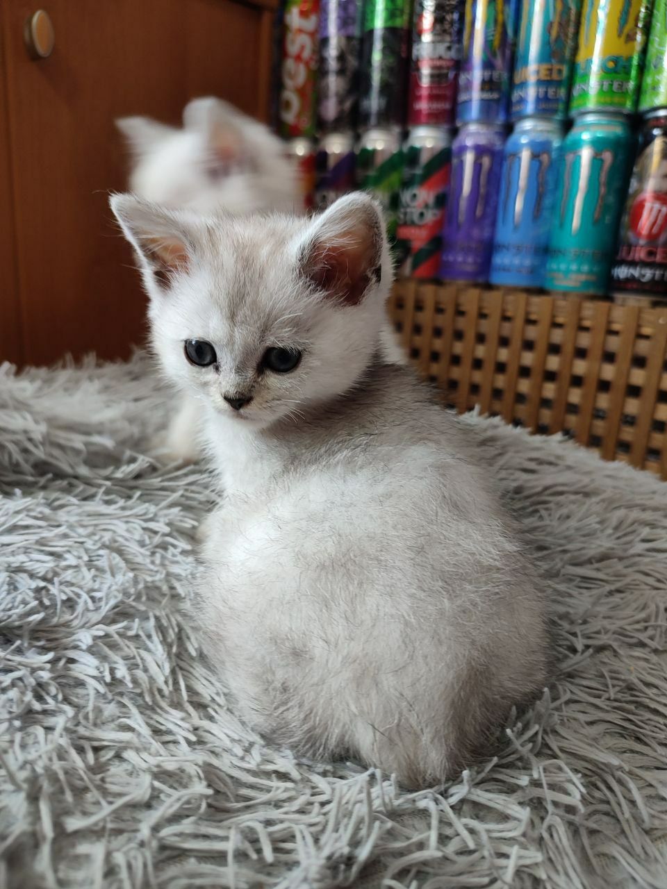 Скоттиш страйт мальчик и девочка