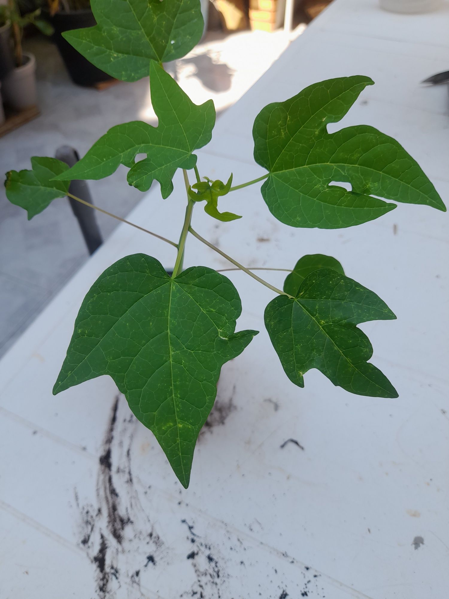 Árvore de fruto natural mamão.