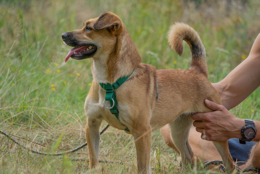 MIA młoda przyjacielska sunia