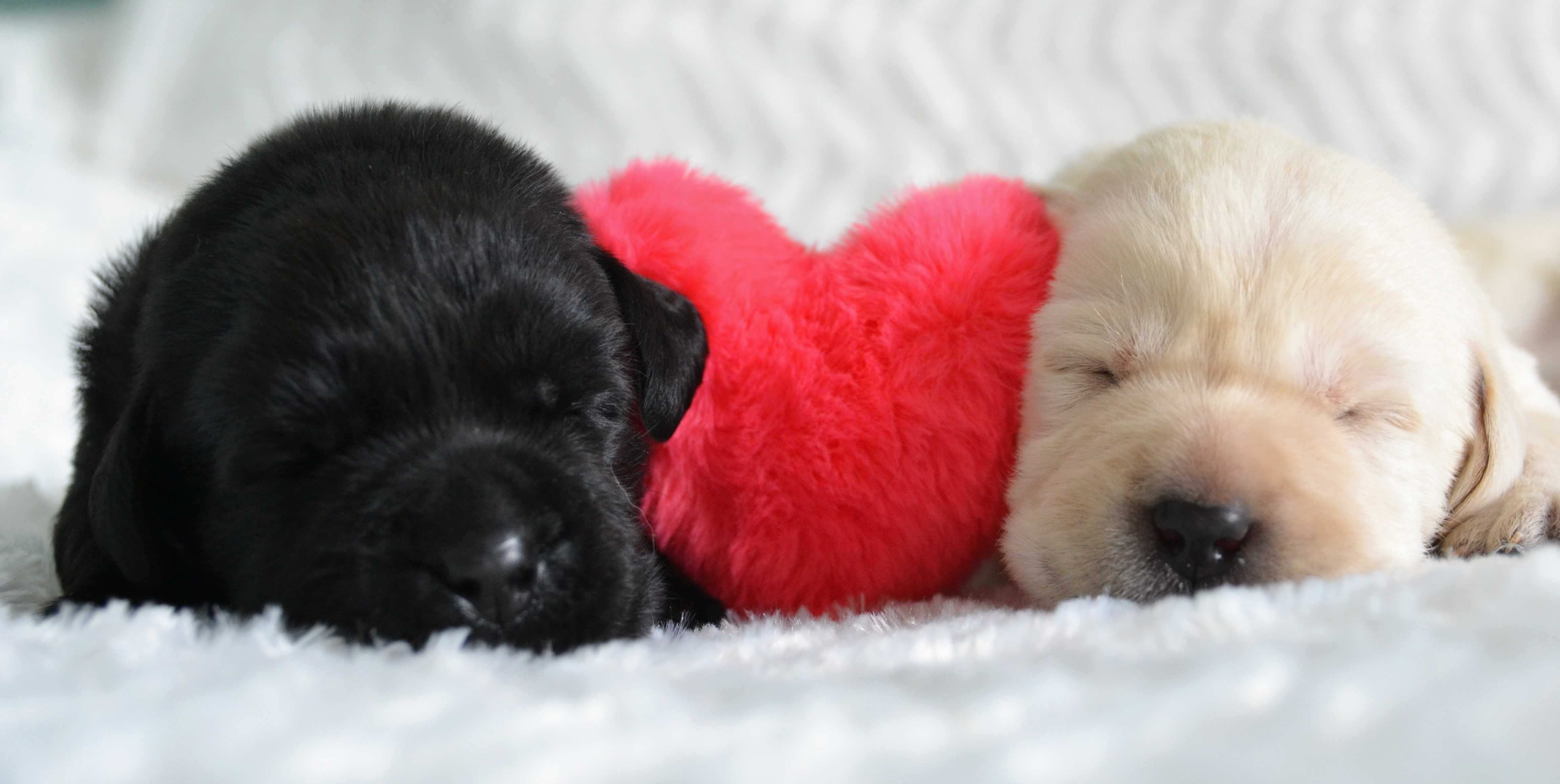 Cudowny szczeniak Labrador Retriever