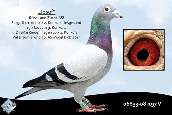Młode para 108 Szpaki Inbred 6x1 konk gołąb gołębie pocztowe rodowód