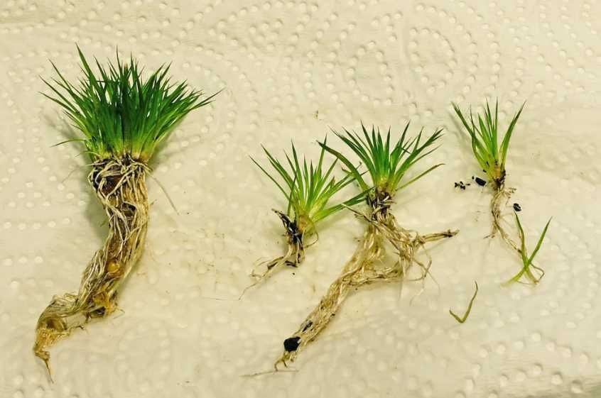 Eriocaulon ratnagiricum MEGA Rarytas !! Od  Vasteq