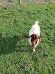 Cabrito para conbrição