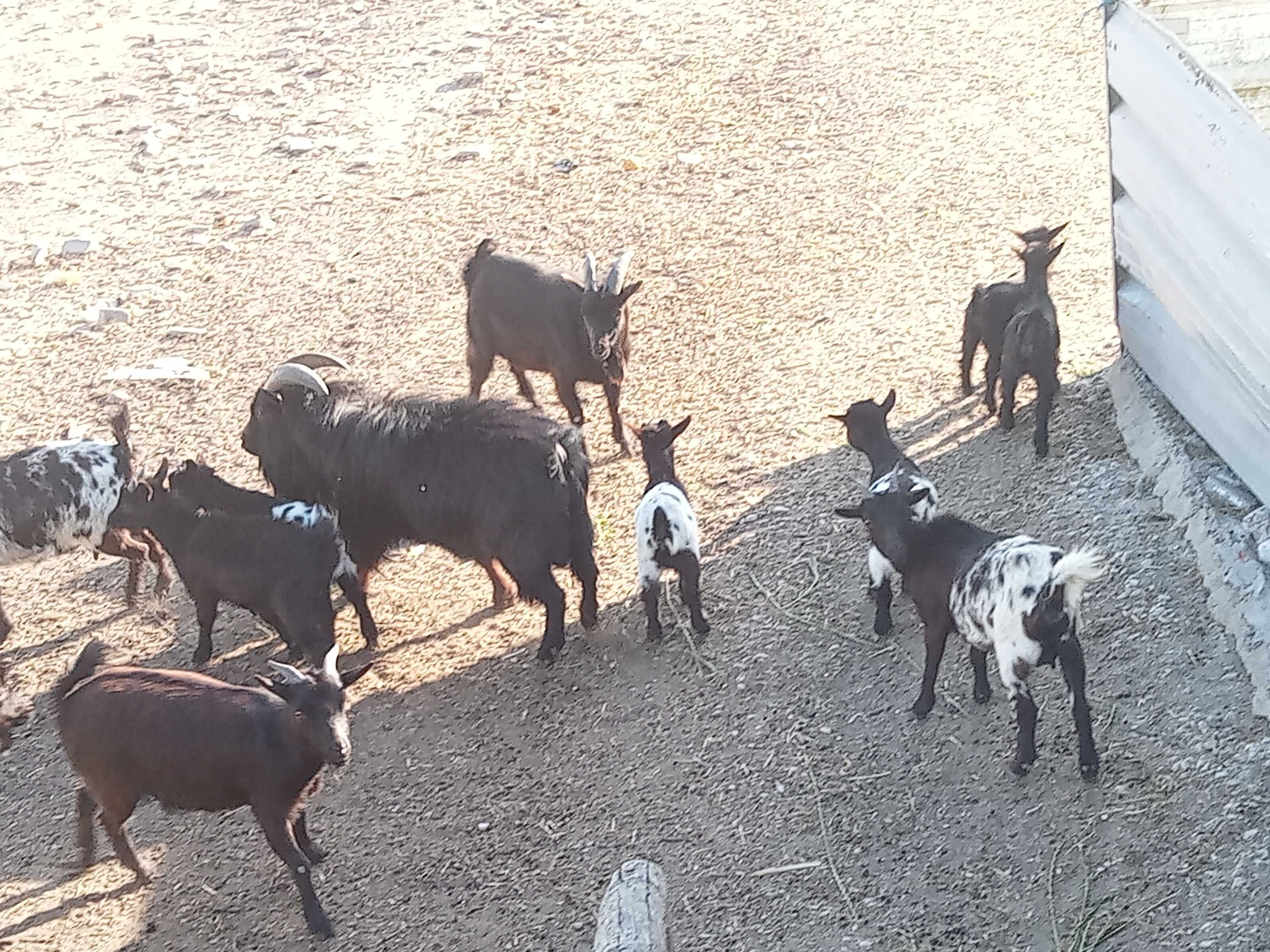 Cabras anãs machos e fêmeas