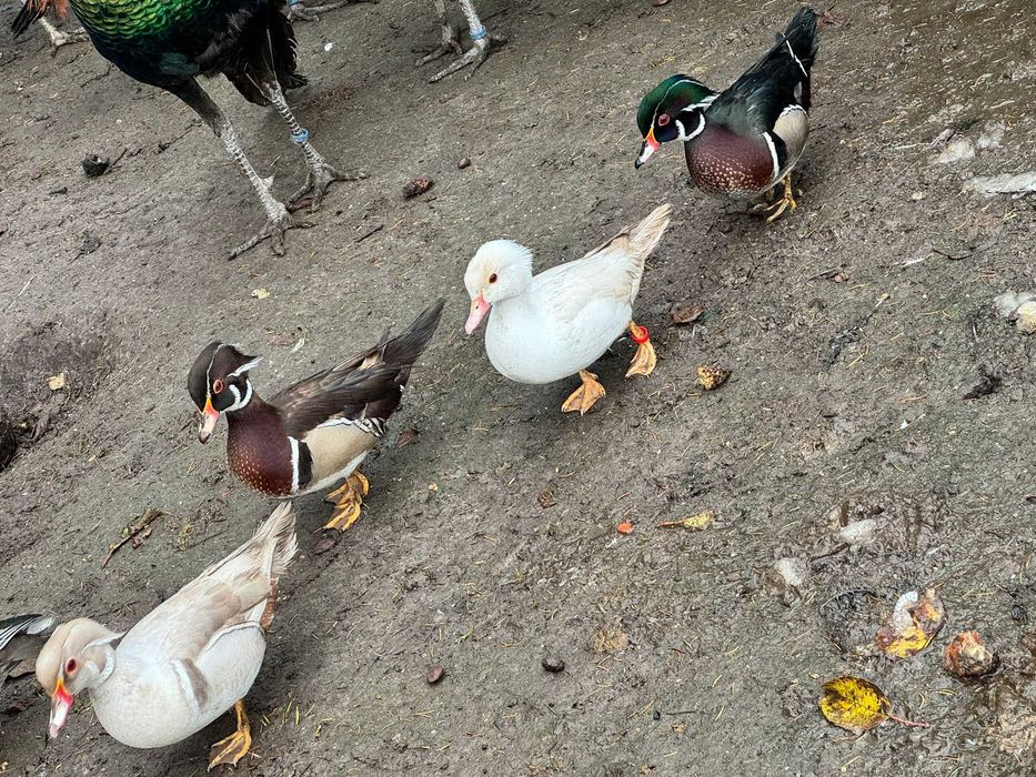 Sprzedam kaczki Mandarynki.