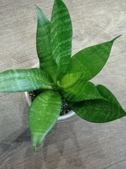 Сансевиерия Грин мулд Пагода Фрозен Лупс прайд Сиа стар Венди Стилиш ф