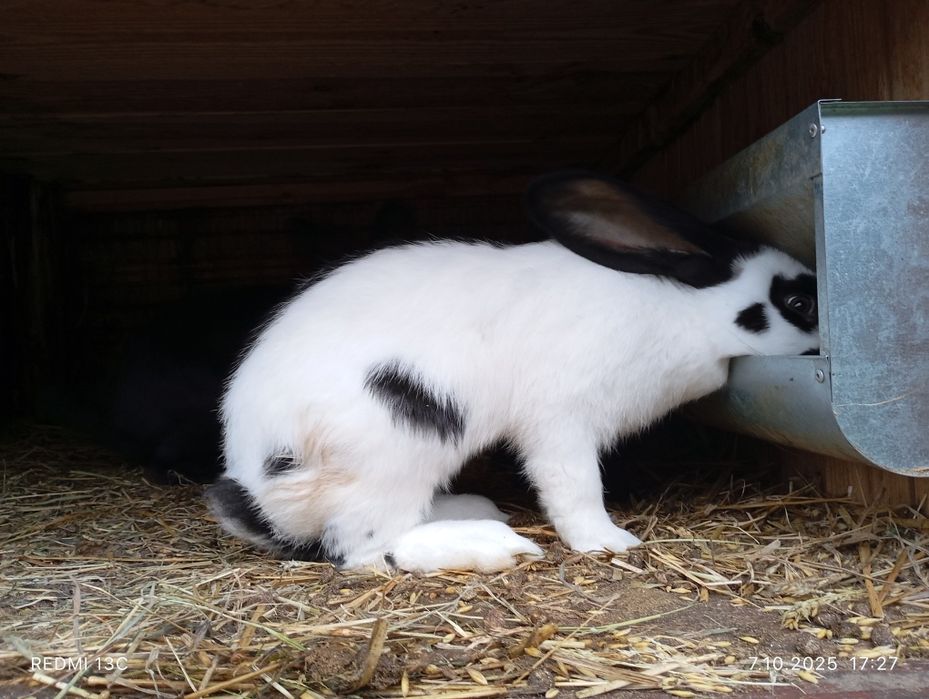 Sprzedam króliki rasowe rasy srokacz niemiecki