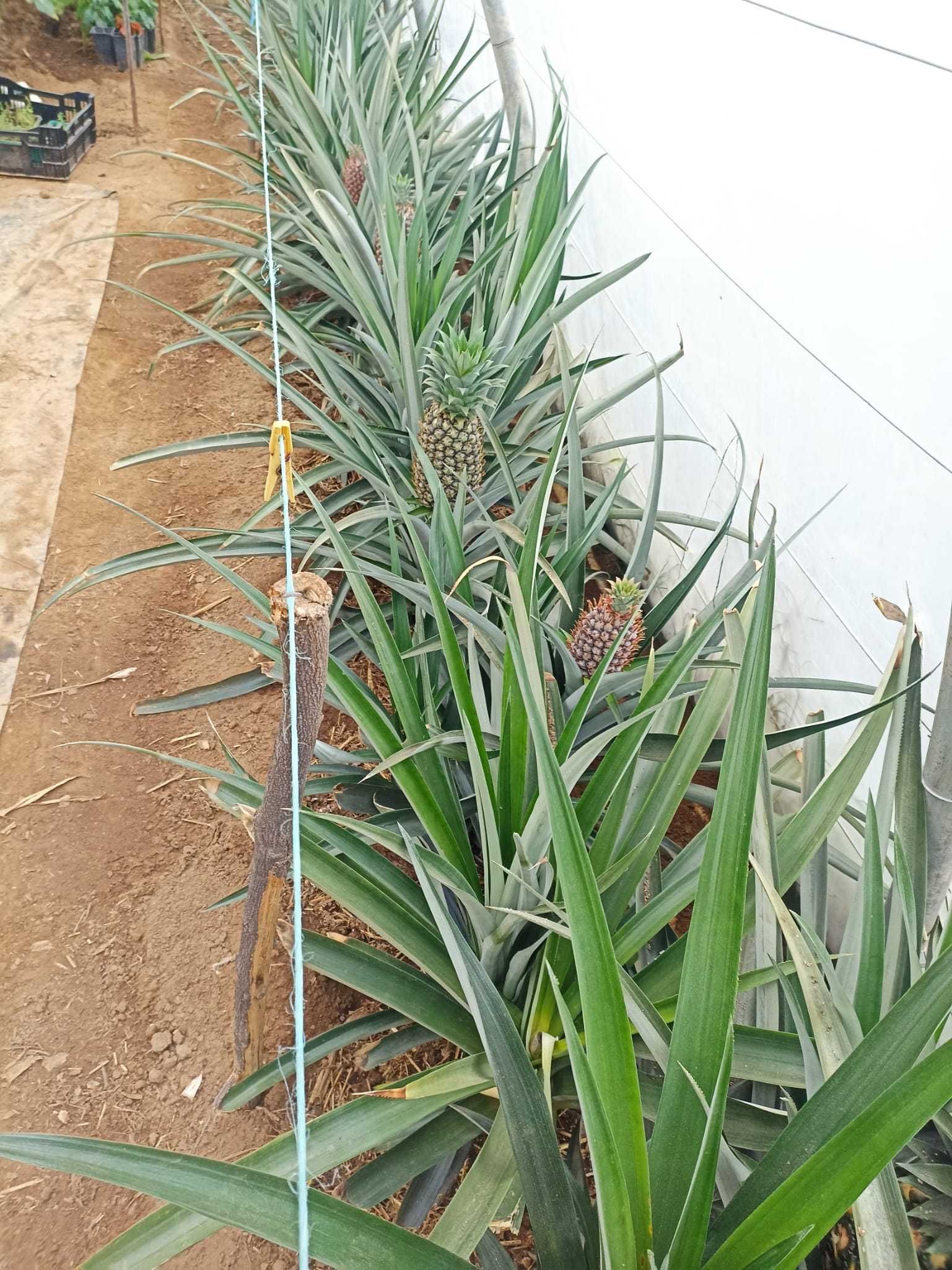 Planta do abacaxi comum (Ananas comosus)