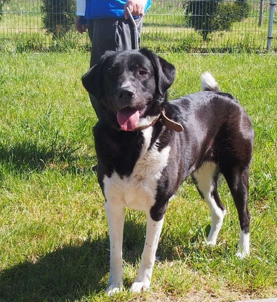 Suczka Lufka w typie owczarek środkowoazjatycki do adopcji!
