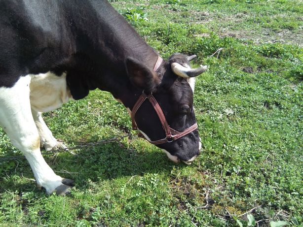 продам недоуздок корове кантар бык теля