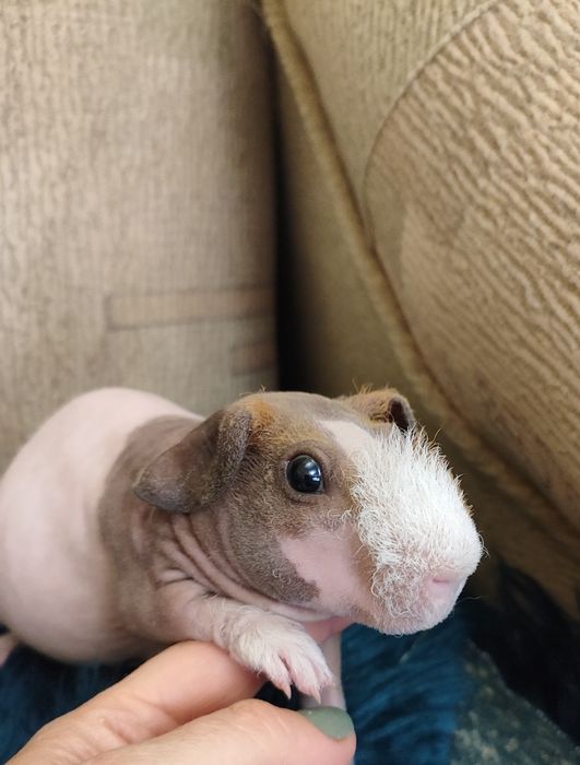 Чарівний хлопчик скінні мурчак