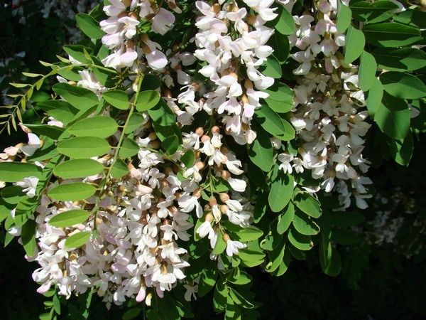 Robinia Akacjowa (Pseudoacacia) obwód 8-10cm, wys. 3-4m, z gruntu