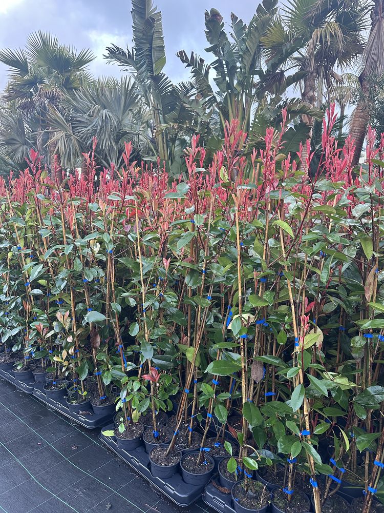 Photinia Red Robin - Carre Rouge - 50CM/100CM/150CM/200CM Alt.