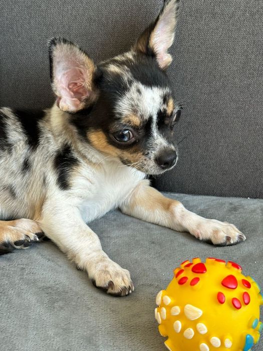 Цуценя хлопчик окрас мерле