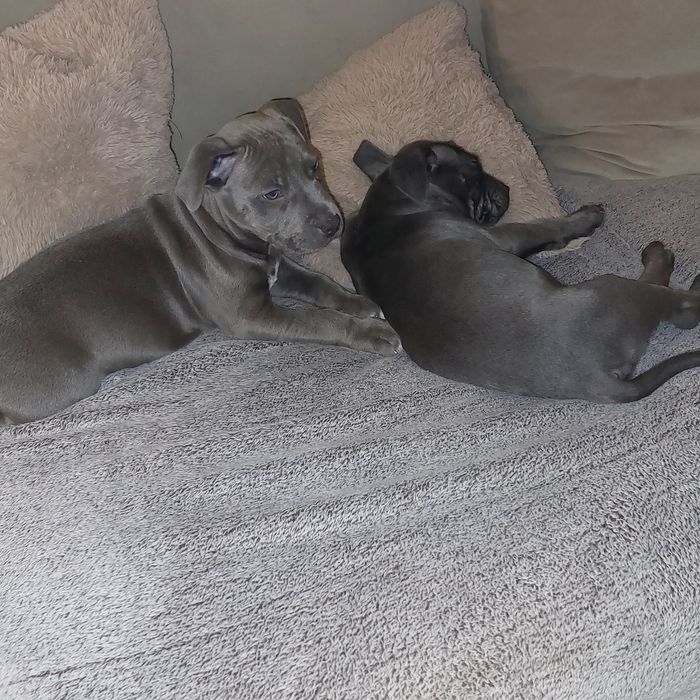 American staffordshire terier Amstaff Blue