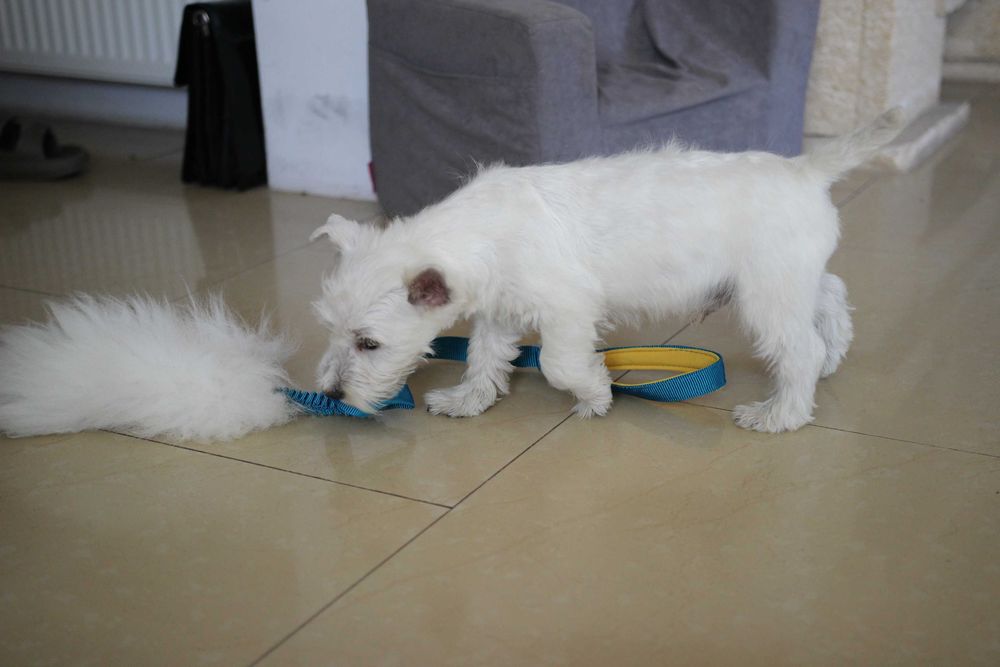 Piesek West Highland White Terrier ZKWP FCI