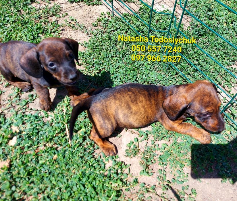 Милі пупси міні такси рідкісних окрасів