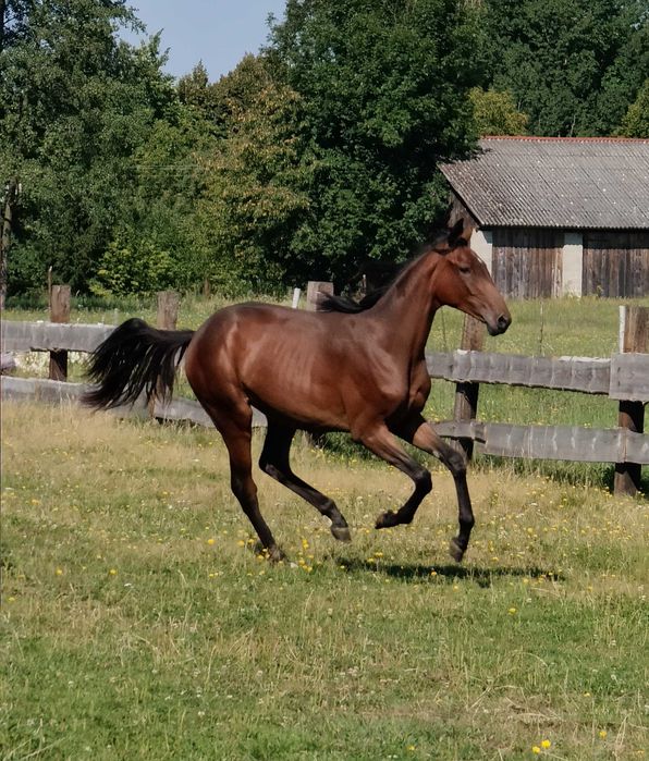 Klaczka małopolska po Wareg