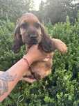 Cocker spaniel angielski