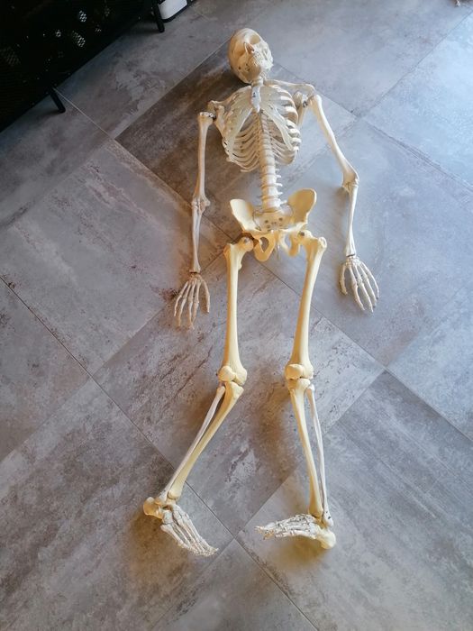Szkilet edukacyjny człowieka  150 cm