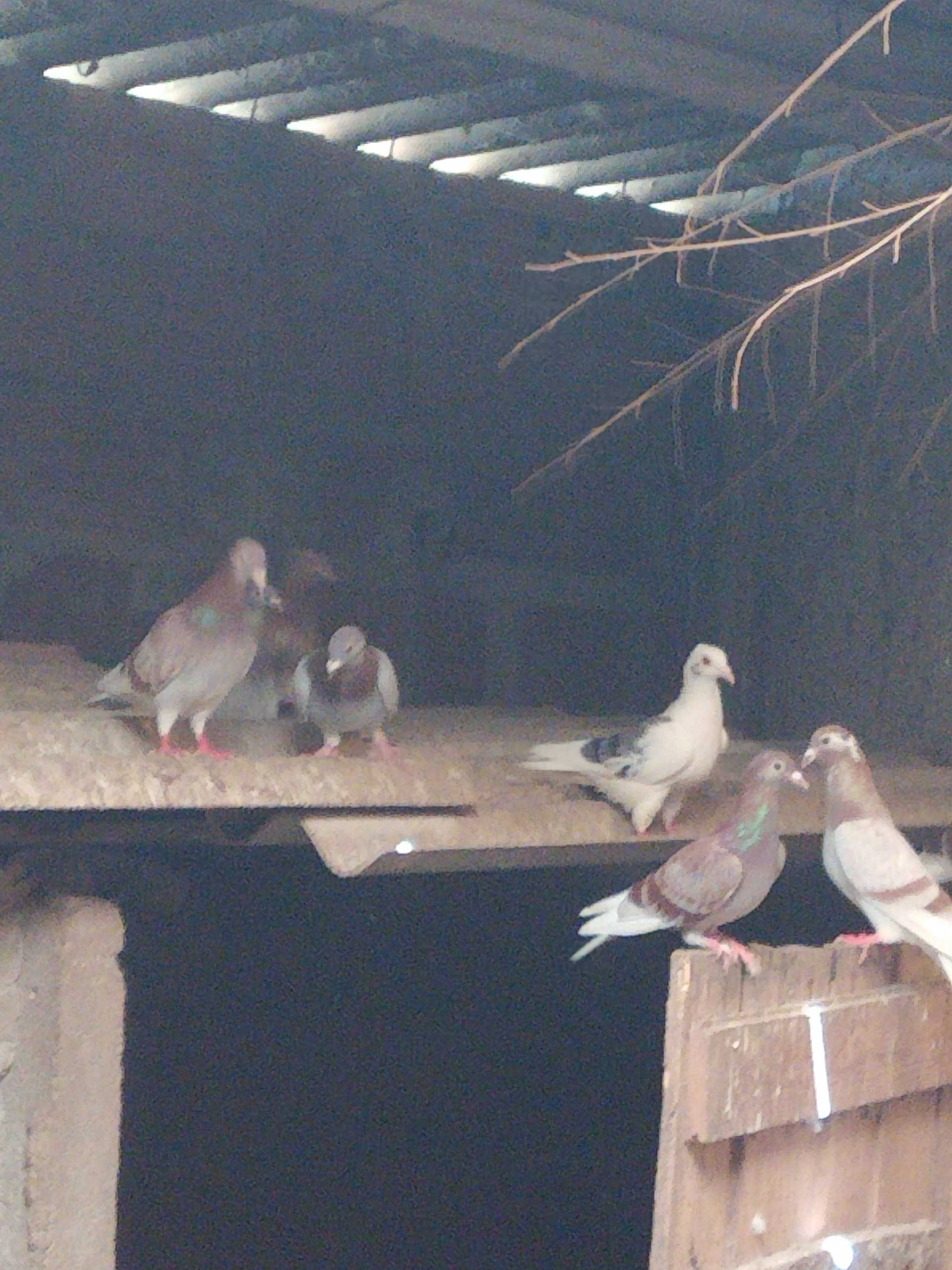 Pombos seguem para venda