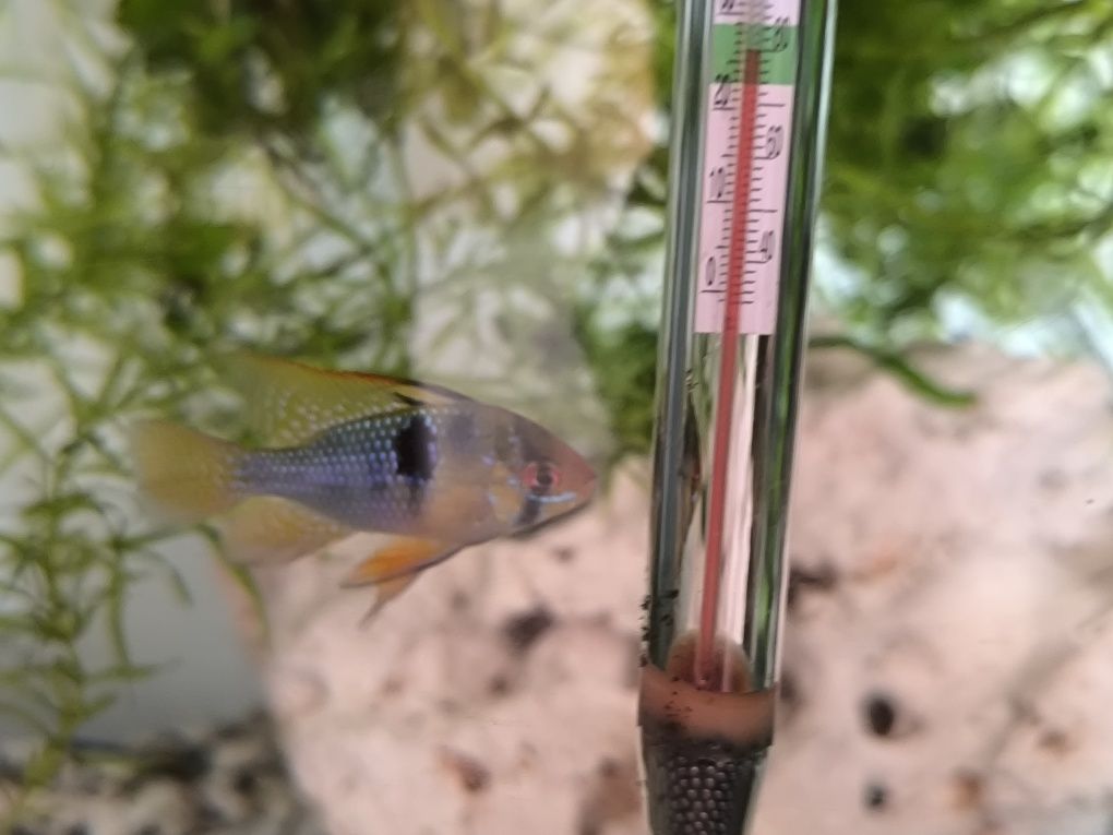 Ramirezi German Blue Macho