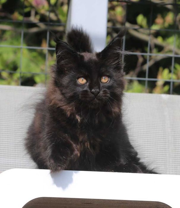 JEDYNA Czarna koteczka Maine Coon Polydactyl, gotowa do Odbioru*