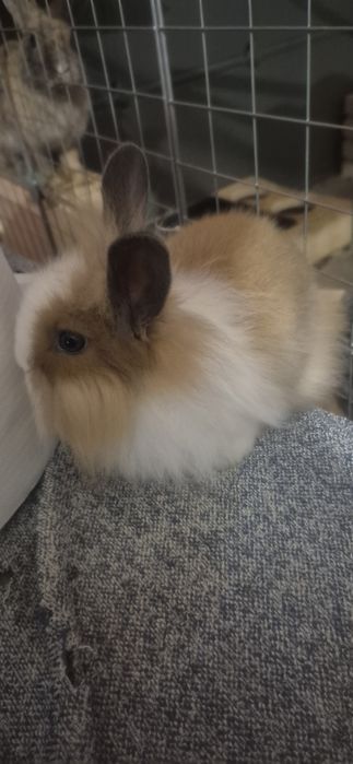 Sprzedam prześliczne króliczki miniaturowe