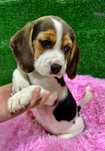 Beagle tricolor |