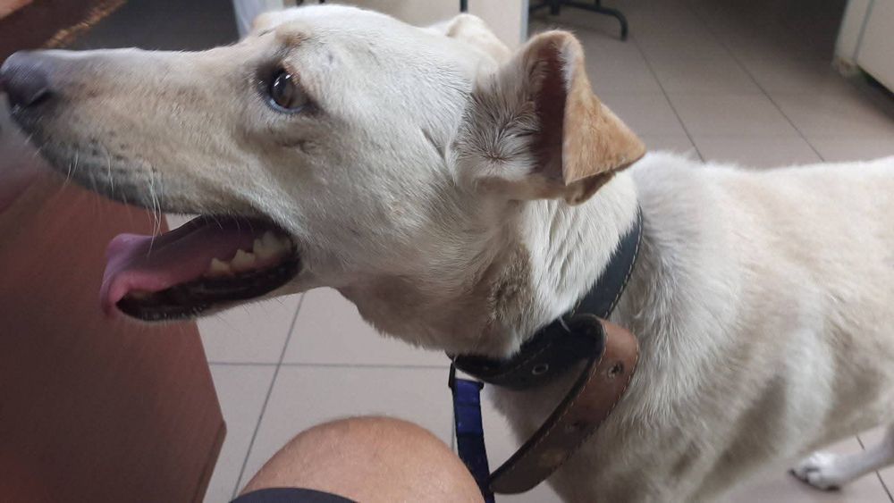 Сільвер, молодий шукає дім