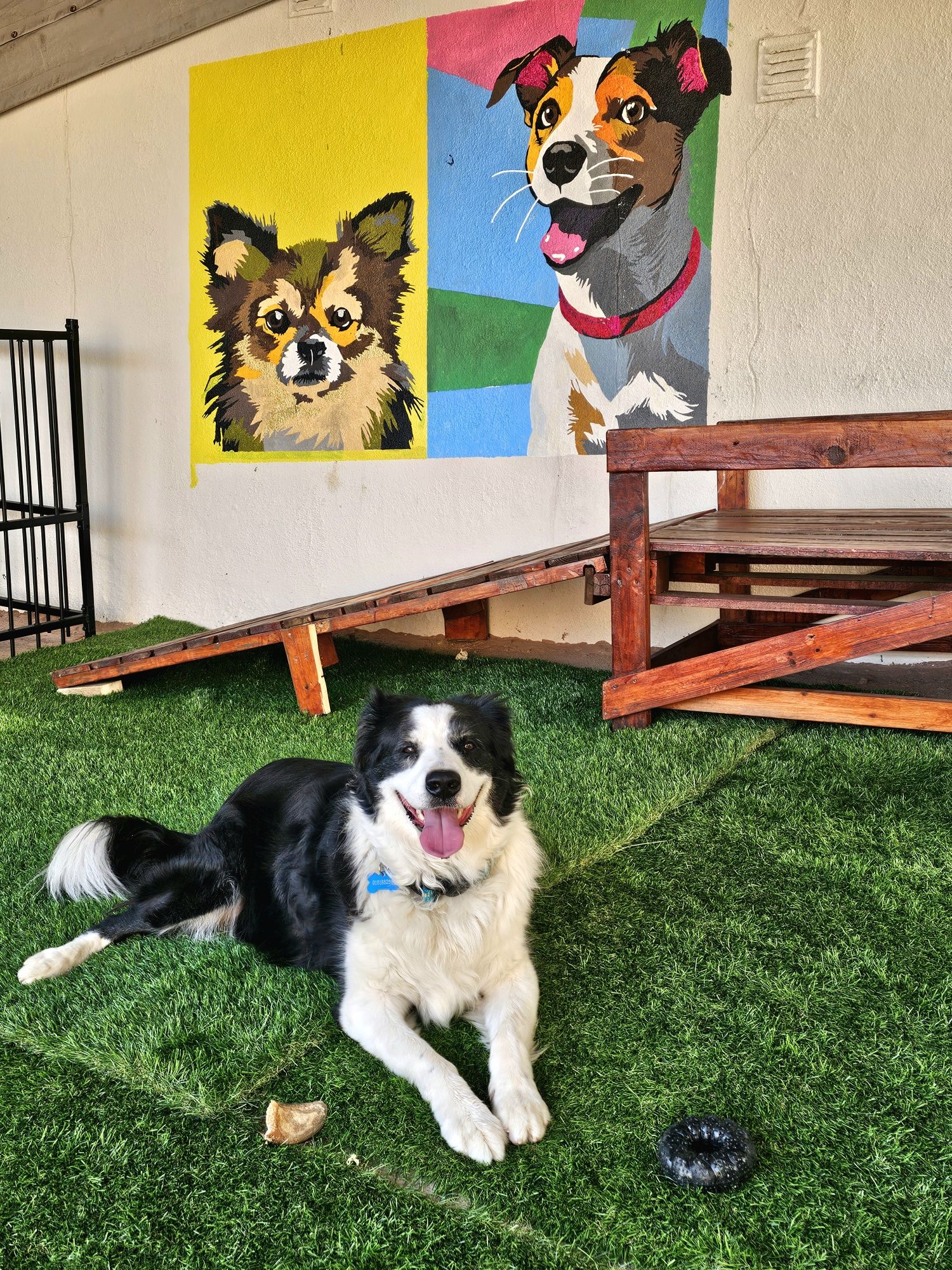 Hospedagens Familiares/Petsitting