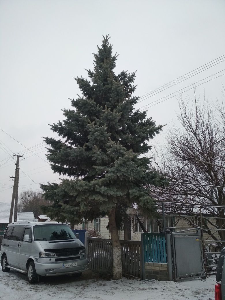 Жива ялина. Голуба ялинка