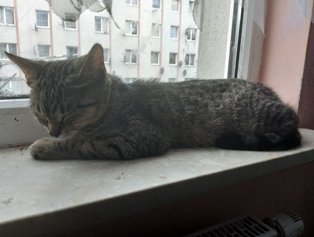 Oddam w dobre ręce kota