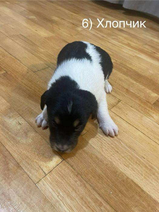 Цуценята шукають дім