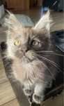 Maine coon  niebieski solid