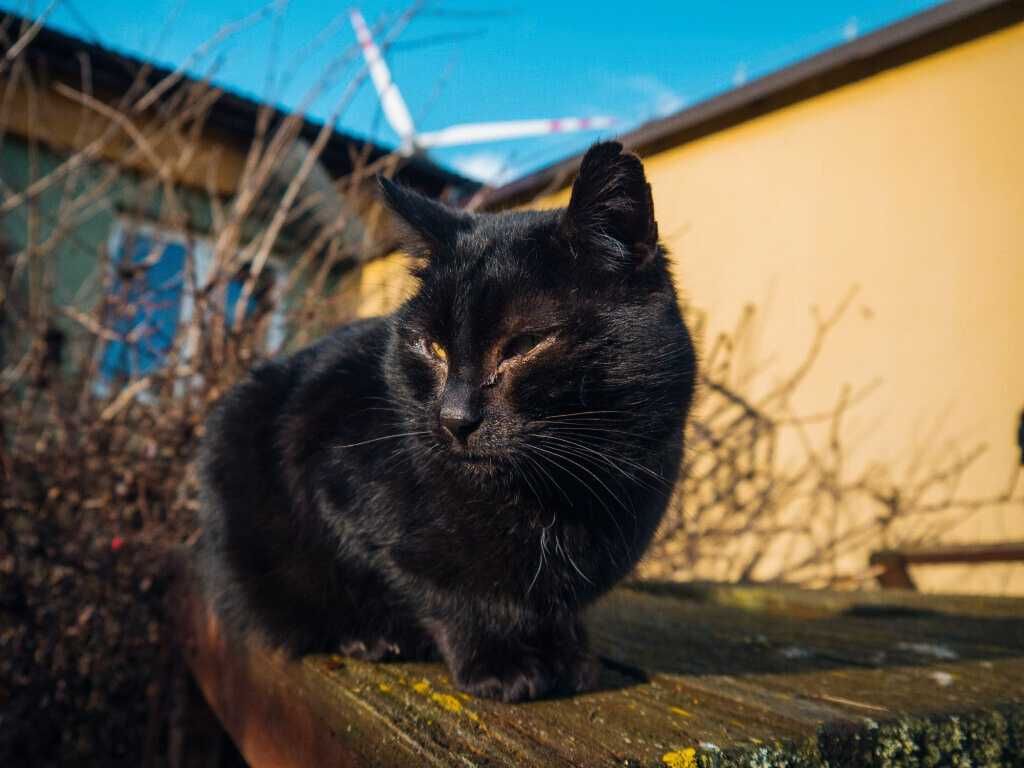 Momo - piękny czarny kocurek do adopcji. Kot, adopcja, kocur