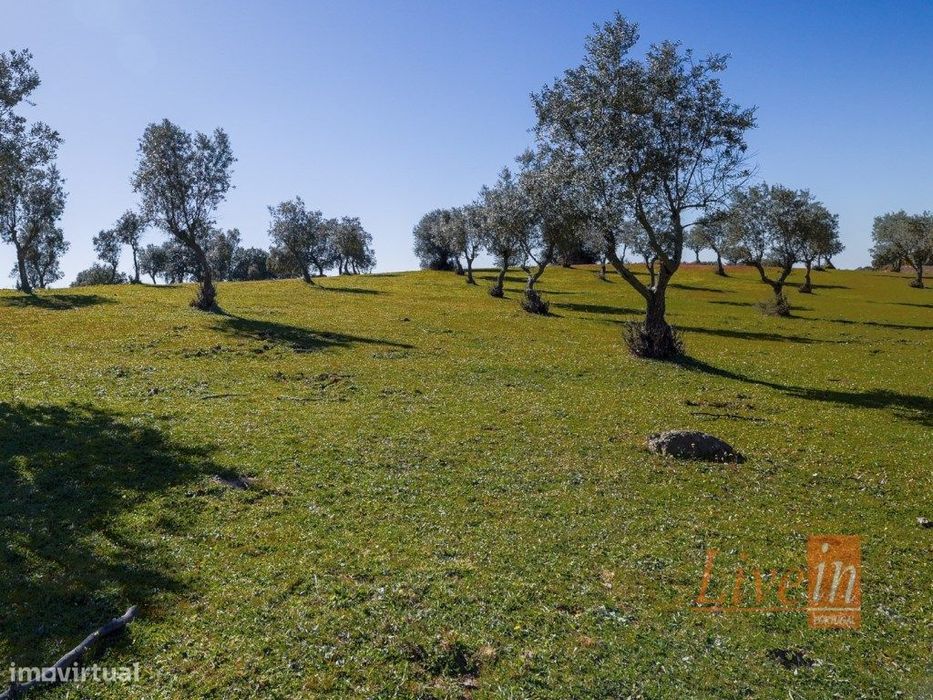 Herdade Centenária com 87,5ha em Alter do Chão