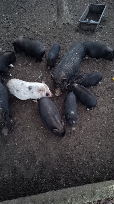 Świnki wietnamki świnie wietnamskie