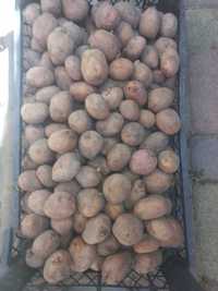 Продам домашню насіннєву картоплю