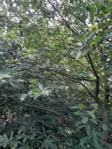 Kasztan  jadalny drzewo 6m wysokie ,piękne owoce