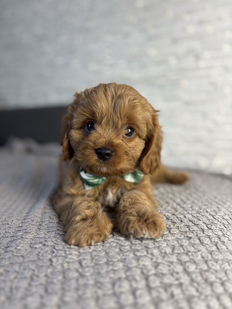 Cavapoo gotowe do odbioru