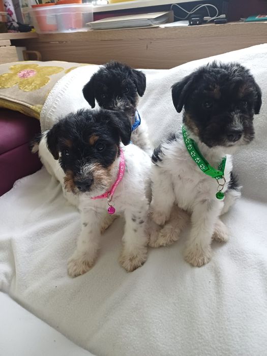 Foksterier szorstko wlosy piesek