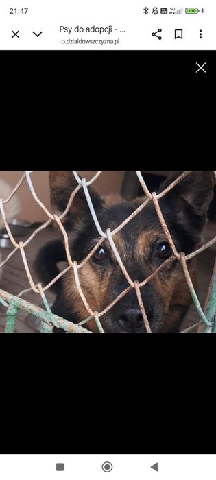 Henia nadal czeka na dom!