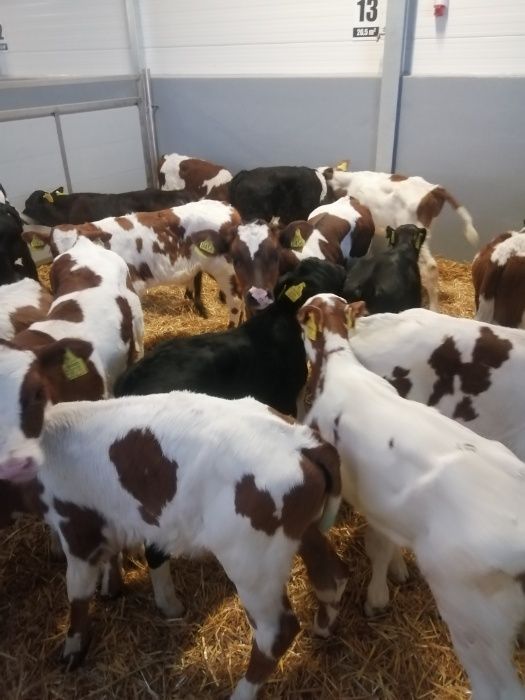 Byczki jałówki polskie Zduny